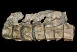 Articulated Ichthyosaurus (Stenopterygius) Vertebra - Germany #92579-1